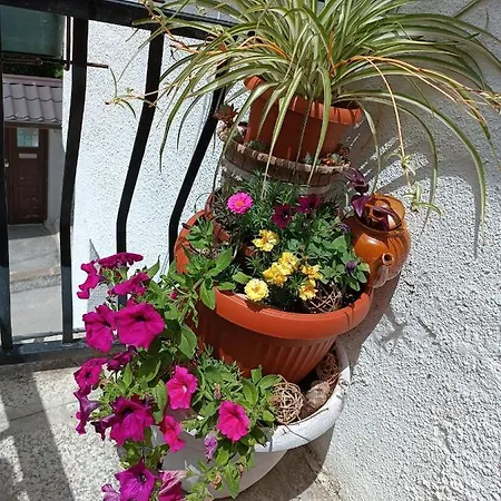 Ohren * サラエヴォ