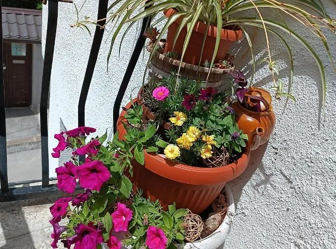 Ohren * 塞拉耶佛